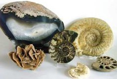 Fósseis e minerais